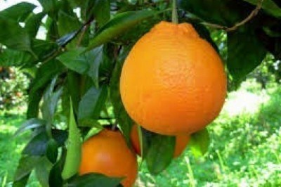 6 motivi per mangiare un'arancia al giorno. Non solo vitamina C!!!