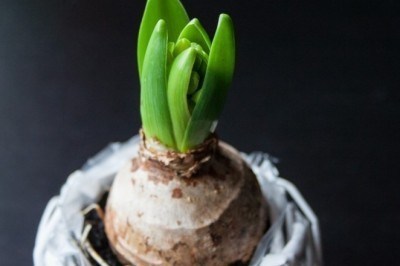 7 regole da seguire nella messa a dimora dei bulbi