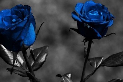 Come colorare i fiori a nostro piacimento