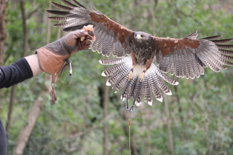 I Falchi E La Falconeria Ilforum