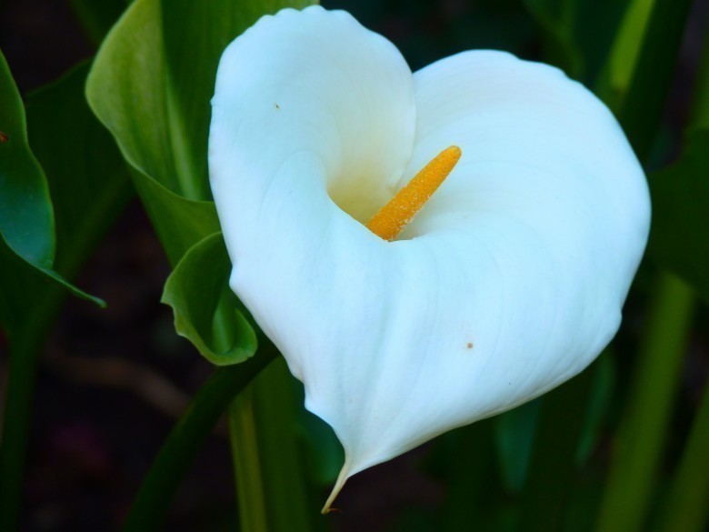 Zantedeschia