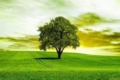 Grande scoperta!! anche gli alberi dormono di notte.