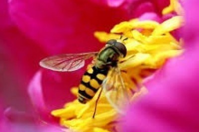 Un linguaggio misterioso