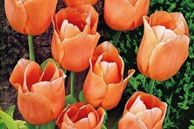 Tulipani - Le 8 varietà più belle