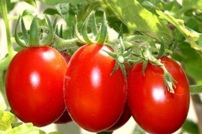 4 ragioni per mangiare più pomodori. Aiutiamo la nostra salute.