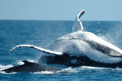 Le balene in via di estinzione visitano Cape Cod Bay in numero record