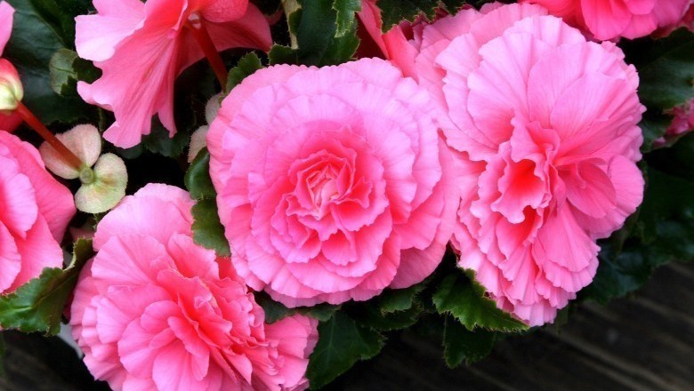5×Bulbi di dalia bulbi di zinnia bulbi fiori per piantare giardini ornamenti Alto valore ornamentale può essere piantato in vaso o a terra 